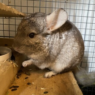 元気な女の子４歳。