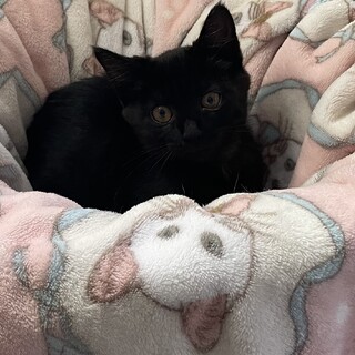 トライアル中！黒猫♀小顔のたまき