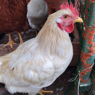 鶏  雄  (23/3/13産まれ)  成雛