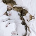 3ヶ月くらいの兄＆妹　一緒にもらってくださる方！