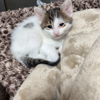 産まれそうなお腹のママを発見し、保護しました。