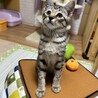 3か月半くらいの　たれ目のキジトラ男子　うなぎくん サムネイル3