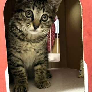 2か月のキジトラ子猫　キックくん