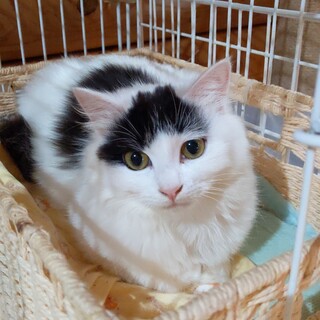 ハートマーク長毛、ぱっつん前髪の可愛いそらちゃん