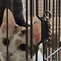 里親急募！甘えん坊な猫ちゃん
