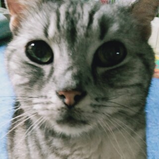 アメショー16歳　室内飼育