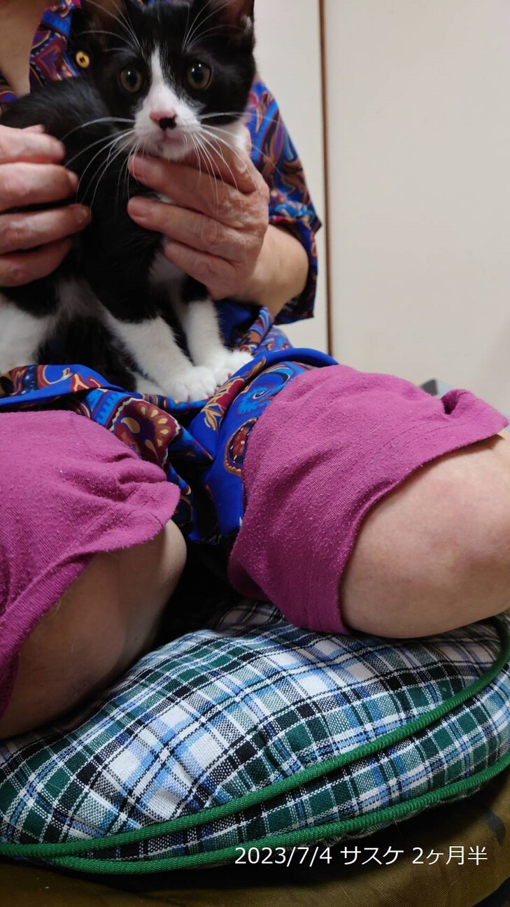 1歳　白黒はちわれ猫　甘えん坊　サスケくん サムネイル3