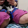 1歳　白黒はちわれ猫　甘えん坊　サスケくん サムネイル3