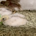 ヒメウズラ（姫うずら）のヒナ　１〜６羽