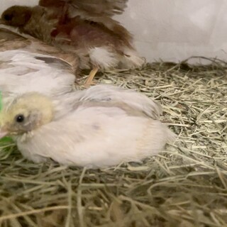 ヒメウズラ（姫うずら）の」東京都 - 鳥の里親募集(460026