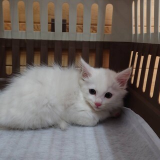 2ヶ月半　半長毛白猫　元気な　お餅くん