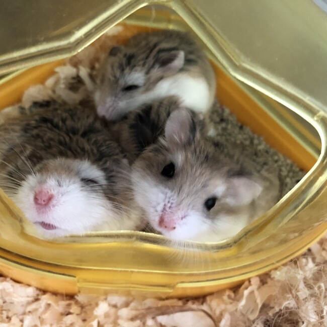 ひまわりぽてとのカバー写真