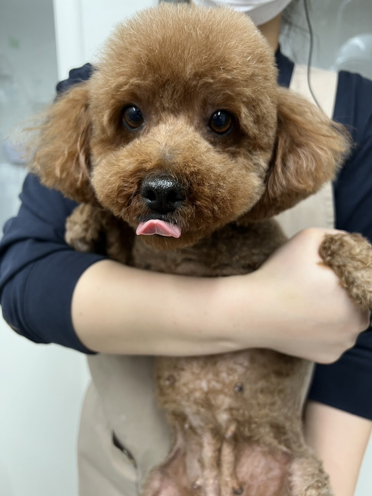 ピンクトイズ　犬娘 ピンクトイズ 犬娘 ピンクトイズ@12日シカフェスミニ