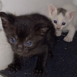 黒猫の女の子(生後1ヶ月)大人しい子