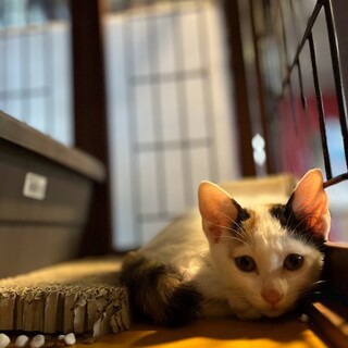 おっとり三毛ちゃん☆たらこ