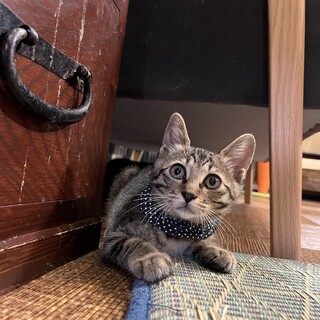 好奇心旺盛！物おじしない性格☆はなみち