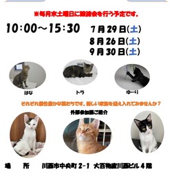 保護猫譲渡会