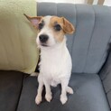 ジャックラッセルテリア 1歳の男の子