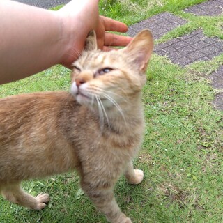 【パステルムギ】超希少毛色の３歳女の子