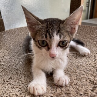 パソキーニャ♀穏やかマイペース 4兄妹