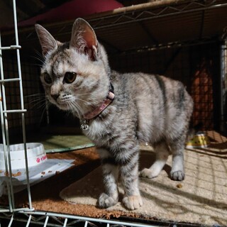 あさり・遊び大好きな女の子