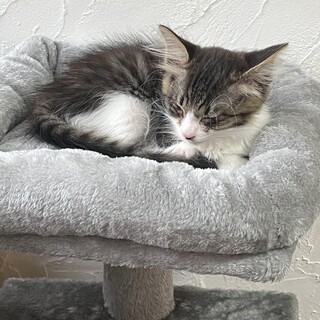 妊婦猫を保護し、出産しました。