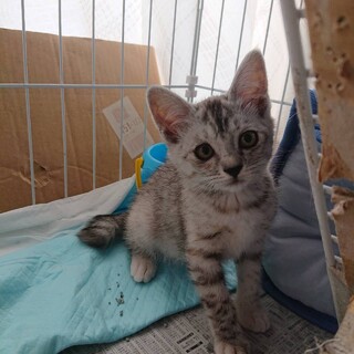 花・落ち着きのある女の子