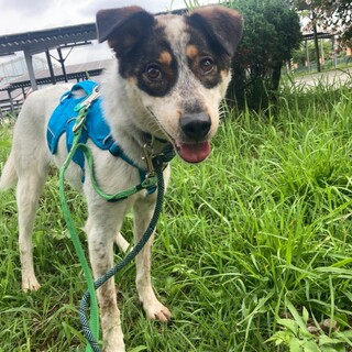 おめめまわりが印象的【ハンネス】ちゃん