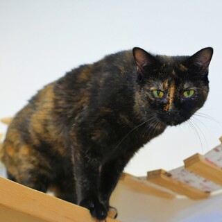 まぁるいお顔の可愛い子♡【めろん】