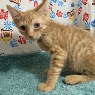 子猫だもの。茶太