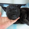 ヨチヨチの甲斐犬子犬「海王」