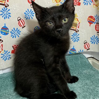 子猫だもの。クロ
