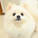 ぱっちりお目々が可愛らしいポメの女の子♡