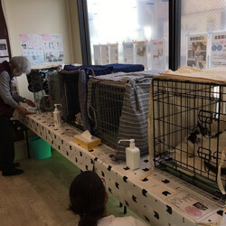 7/23(日)猫の譲渡会 サムネイル3