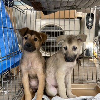 保護犬を迎えませんか？
