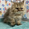 ペルシャ3ヶ月半。多頭飼育からの救出！パフくん サムネイル2