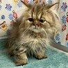 ペルシャ3ヶ月半。多頭飼育からの救出！パフくん サムネイル3