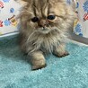 ペルシャ3ヶ月半。多頭飼育からの救出！パフくん サムネイル5