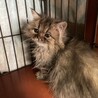 ペルシャ3ヶ月半。多頭飼育からの救出！パフくん サムネイル6