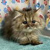 ペルシャ3ヶ月半。多頭飼育からの救出！パフくん サムネイル4
