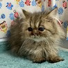 ペルシャ3ヶ月半。多頭飼育からの救出！パフくん サムネイル7