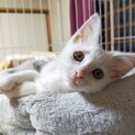 美猫すぎる白猫しずくちゃん