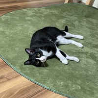 ラン