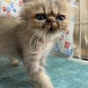 ペルシャ3ヶ月半。多頭飼育からの救出！モコくん。 サムネイル2