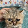 ペルシャ3ヶ月半。多頭飼育からの救出！モコくん。 サムネイル3