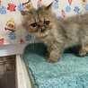 ペルシャ3ヶ月半。多頭飼育からの救出！モコくん。 サムネイル4