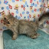 ペルシャ3ヶ月半。多頭飼育からの救出！モコくん。 サムネイル5