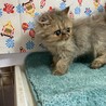 ペルシャ3ヶ月半。多頭飼育からの救出！モコくん。 サムネイル6