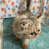 ペルシャ3ヶ月半。多頭飼育からの救出！モコくん。 サムネイル7