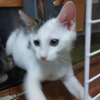 とてもヤンチャな変わった髪型の男の子